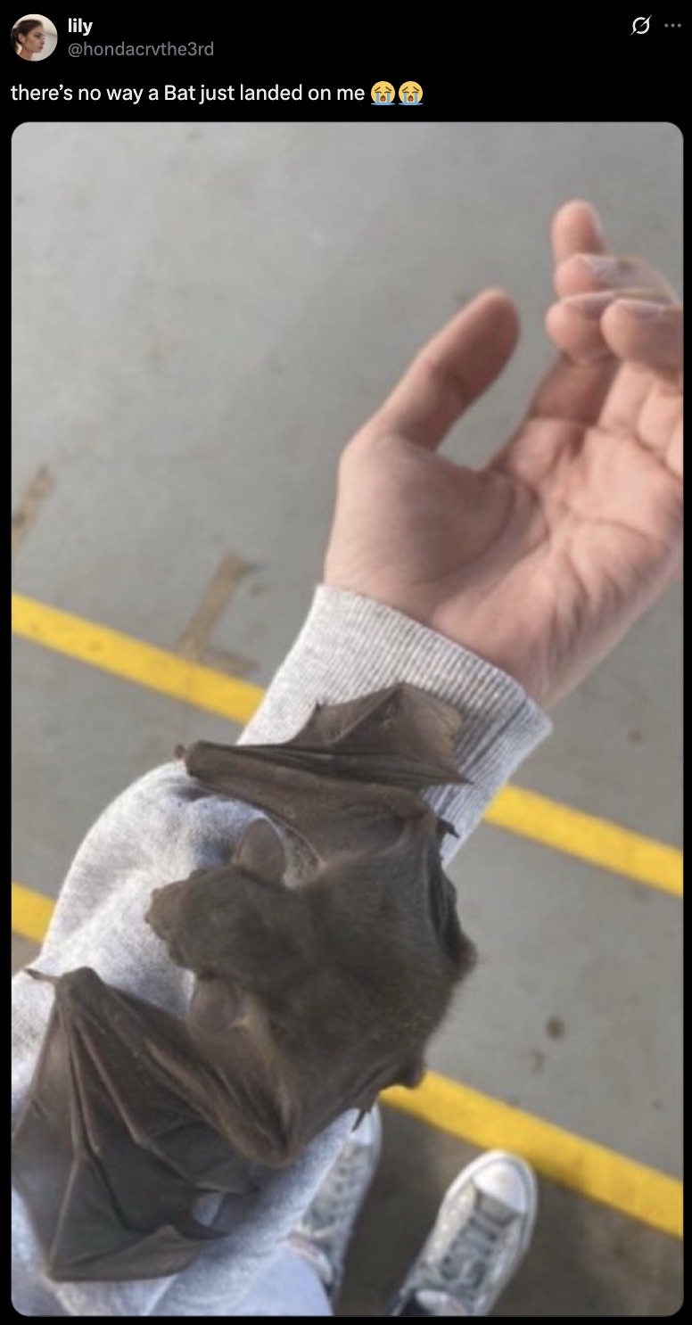 It just wanted a friend.